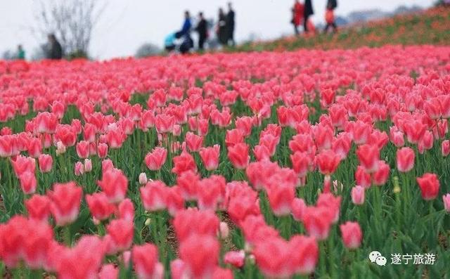 遂宁春节哪里玩（遂宁这些地方好吃好耍）(14)