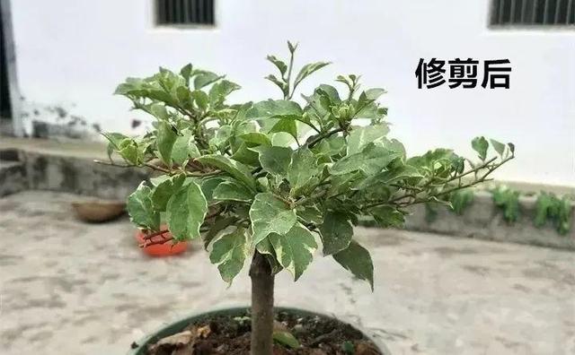 三角梅怎么养护长得好开花多（三角梅的养护大全）(21)