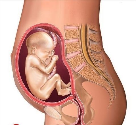 1到10个月胎儿进化过程（十张图教你了解不同月份胎儿的成长）(7)