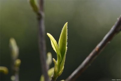 ​谷雨茶还能被称做什么茶