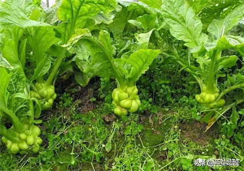 十字科类青菜有哪些(十字花科类蔬菜有哪些)