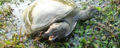 ​甲鱼去哪里钓 哪里可以钓甲鱼