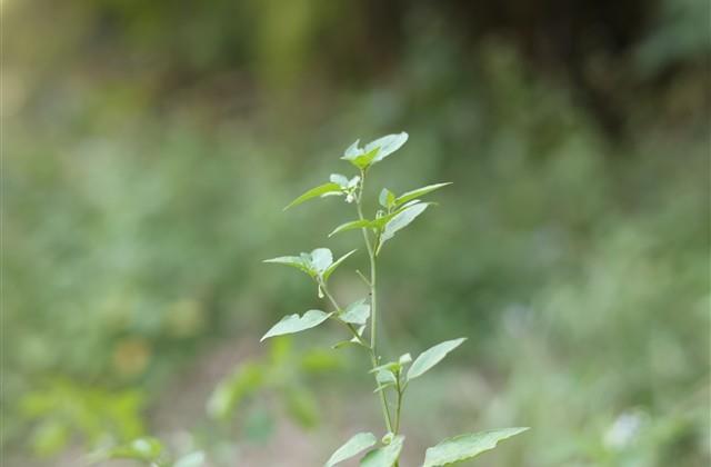 意境唯美的古风情侣网名(精选121个)