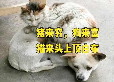 ​家里进猫是吉还是凶（猫进家有什么征兆说法）