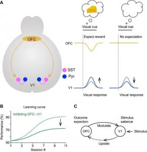 ​中科院神经所第21年，砥砺前行（下篇）：Nature、Science、4篇Neuron等