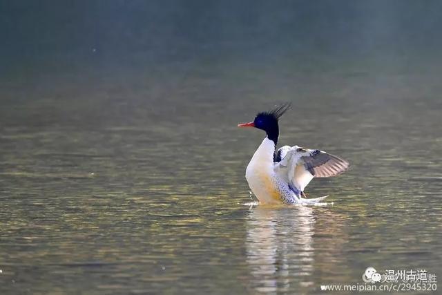 太萌了！楠溪江上居然出现珍贵度堪比大熊猫的中华秋沙鸭一家