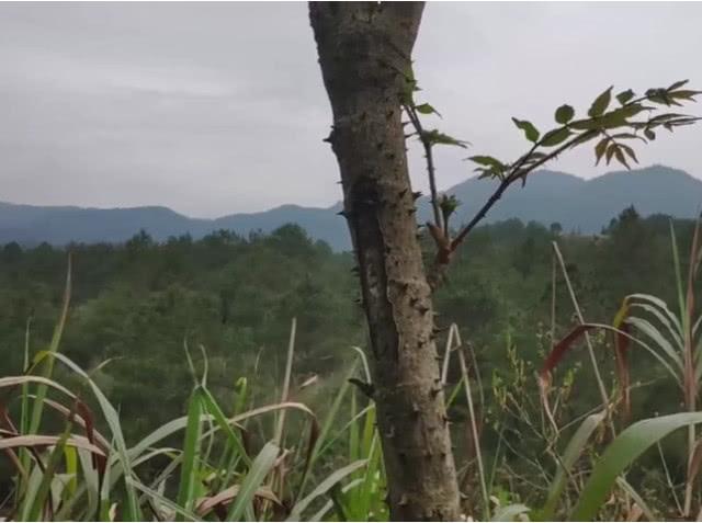 全身是刺的这种野味，没想到是“第一山珍”，你有没有见过呢