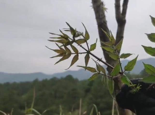 全身是刺的这种野味，没想到是“第一山珍”，你有没有见过呢