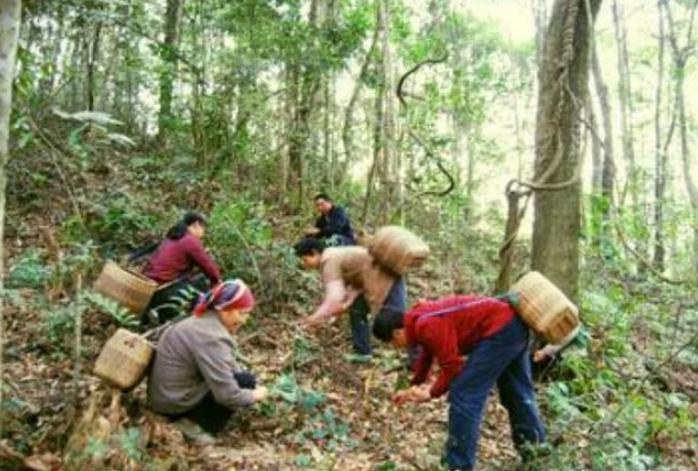 这种“野果”火了，新鲜的没人摘，掉地上抢着捡，现卖50元一斤！