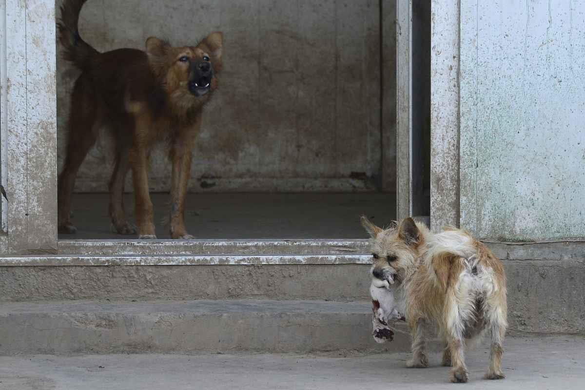 什么生肖最旺狗 属狗的人生命中的贵人