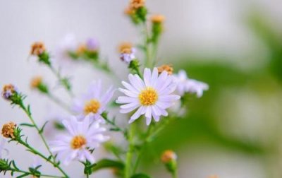 ​教师节祝福 学生感谢老师的话