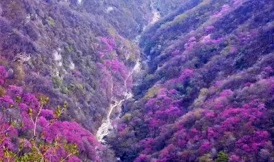 ​西寺沟穿越管坪攻略（4月赏花线）