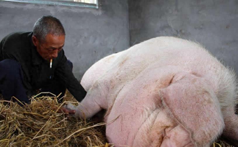 细数中国各地出现的猪王，个个超千斤，为此特赦“免死令”