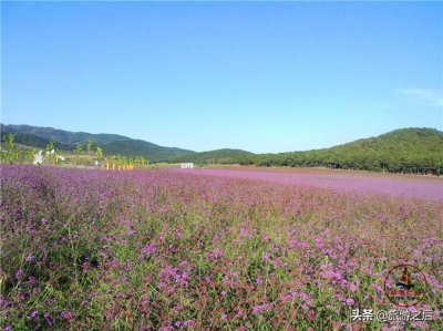 ​东北第一个薰衣草公园，沈阳版的普罗旺斯，很多情侣必去的地方