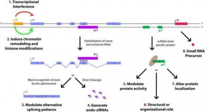 ​一文带你了解非编码RNA