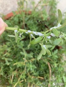 ​花卉绿植遇到蚧壳虫怎么彻底消灭，分享4个有效方法