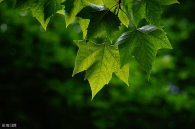 ​22首有关“梧桐”的诗词：爱植梧桐，以待凤凰