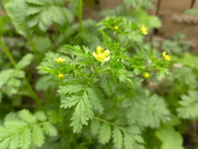 ​朝天委陵菜，农村田野俗称“野香菜”的宝藏植物！