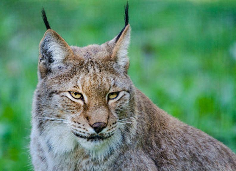 猫王猞猁——生性凶猛能与猎豹匹敌